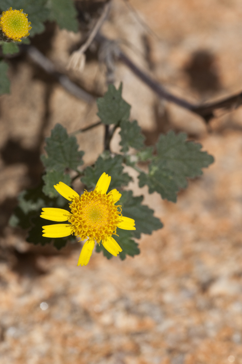 Image of Perityle leptoglossa Harv. Gray ex A. Gray