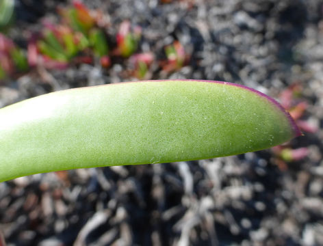 Image of ice plant