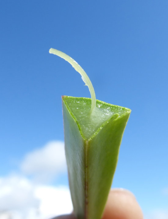 Imagem de Carpobrotus edulis (L.) N. E. Br.