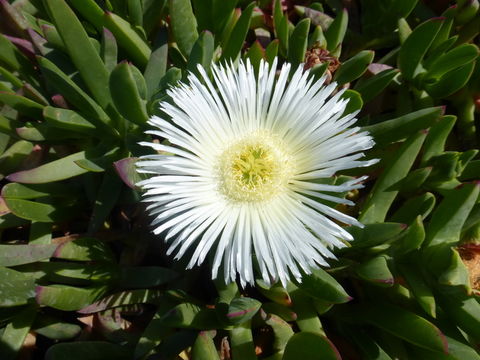 Imagem de Carpobrotus edulis (L.) N. E. Br.