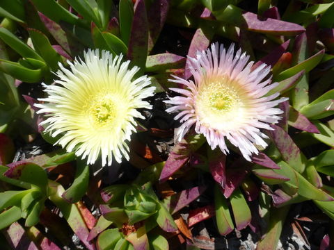 Image of hottentot fig