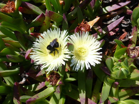 Imagem de Carpobrotus edulis (L.) N. E. Br.