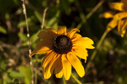 Sivun Rudbeckia hirta var. pulcherrima Farw. kuva