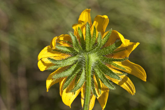 Imagem de Rudbeckia hirta var. pulcherrima Farw.