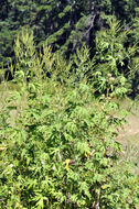 Image of great ragweed