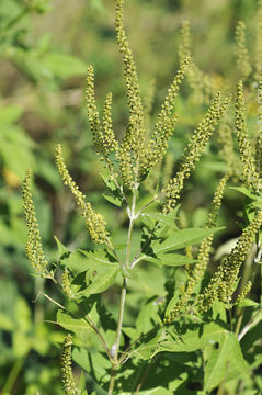 Image of great ragweed