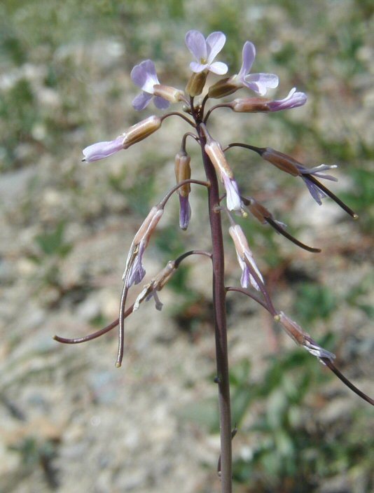 Image of Fendler's rockcress