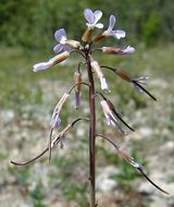 Image of Fendler's rockcress