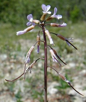 Image of Fendler's rockcress