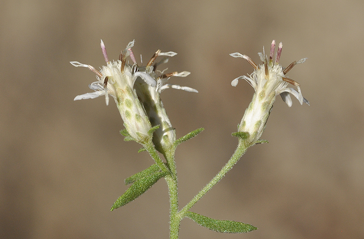 Plancia ëd Sericocarpus tortifolius (Michx.) Nees