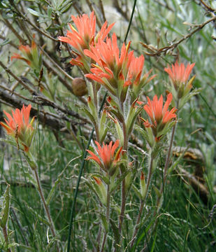 Image of mountain Indian paintbrush