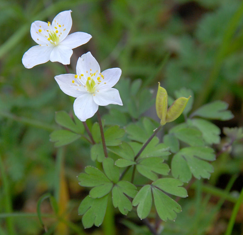 Image of <i>Isopyrum occidentale</i>