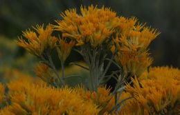 Image of Ericameria nauseosa var. speciosa (Nutt.) G. L. Nesom & G. I. Baird