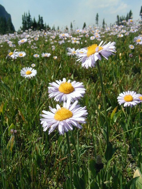 Image of <i>Erigeron <i>glacialis</i></i> var. glacialis