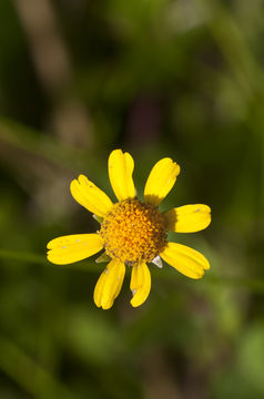 Image de Acmella repens (Walt.) Richard