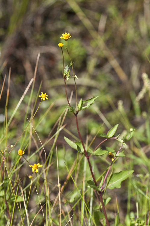 Image of Opposite-Leaf Spotflower