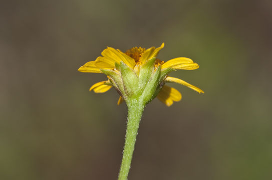 Слика од Acmella repens (Walt.) Richard