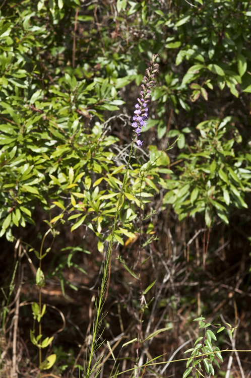 Слика од Liatris elegantula (E. Greene) Schumann