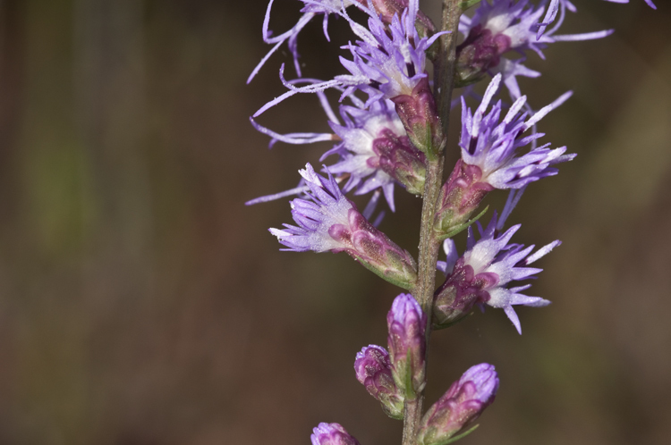 Image of grassleaf gayfeather