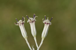 Image of ovateleaf cacalia