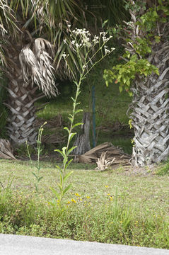 Image of ovateleaf cacalia