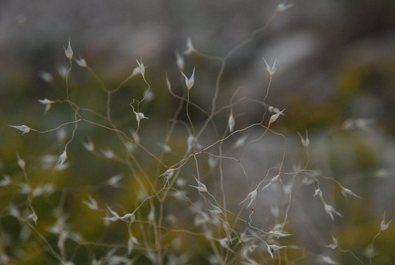 Image of Indian Rice Grass