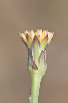 Image of smooth cat's ear