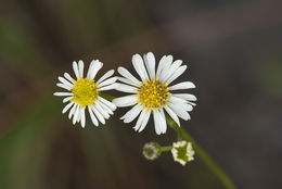 Image de Erigeron vernus (L.) Torr. & A. Gray