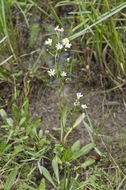 Image de Erigeron vernus (L.) Torr. & A. Gray