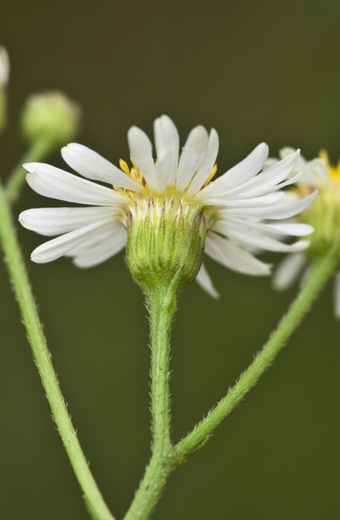 Image de Erigeron vernus (L.) Torr. & A. Gray