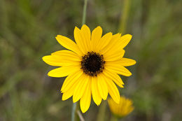 Sivun Helianthus heterophyllus Nutt. kuva