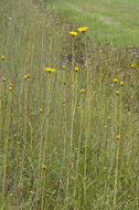 Sivun Helianthus heterophyllus Nutt. kuva