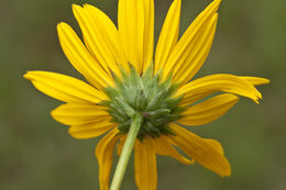 Sivun Helianthus heterophyllus Nutt. kuva