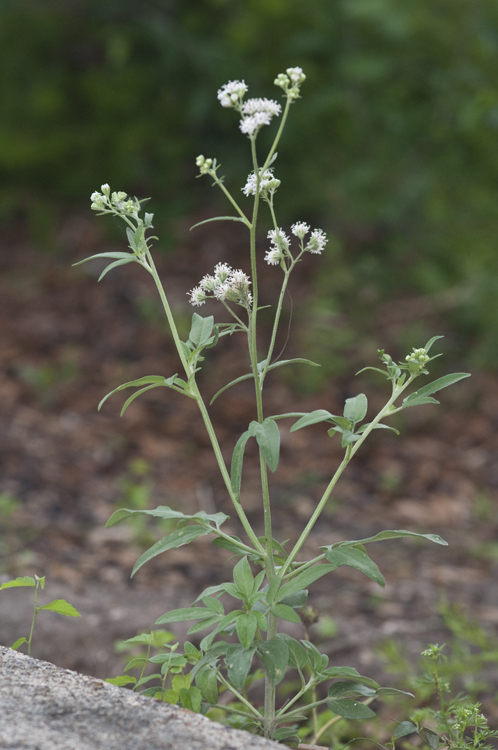 Image of sticky florestina