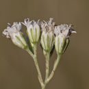 Plancia ëd Florestina tripteris DC.