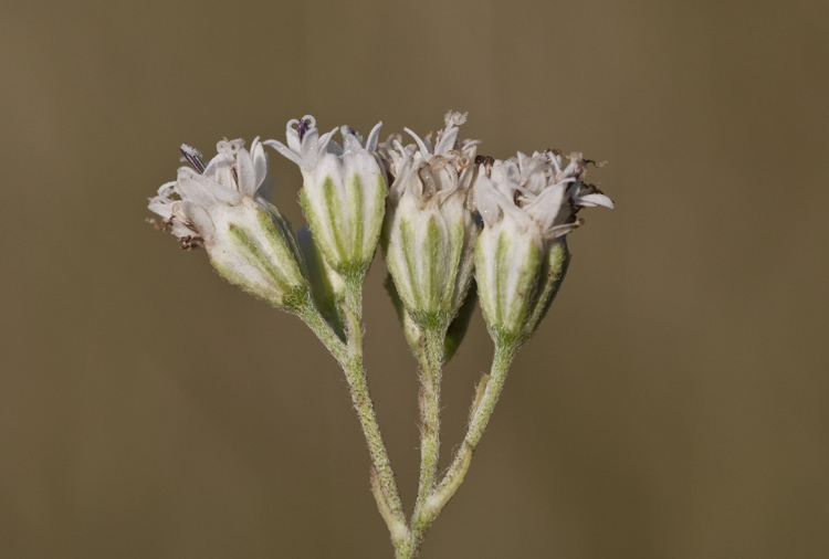 Image of sticky florestina