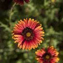 Image of blanketflower