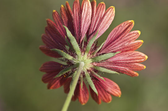 Image of firewheel