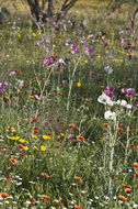 Image of red pricklypoppy