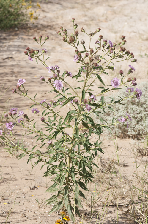 Image of sand palafox