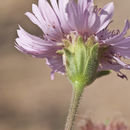 Palafoxia hookeriana Torr. & A. Gray resmi