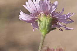 Image of sand palafox