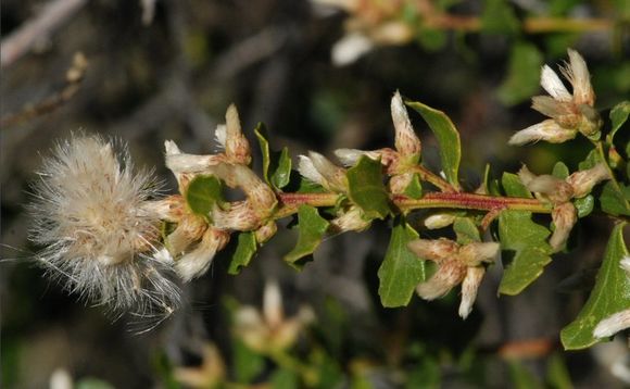 Imagem de Baccharis pilularis subsp. consanguinea (DC.) C. B. Wolf