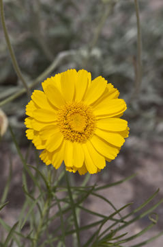 Image of desert marigold