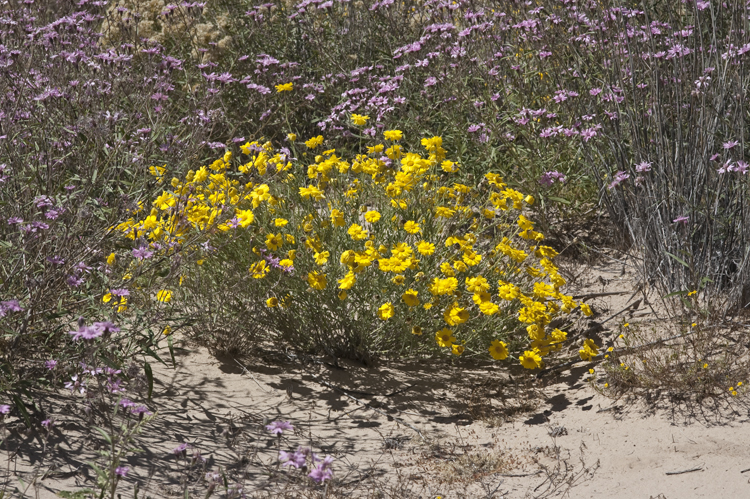 Image of desert marigold