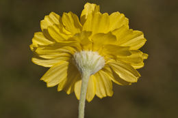 Image of desert marigold