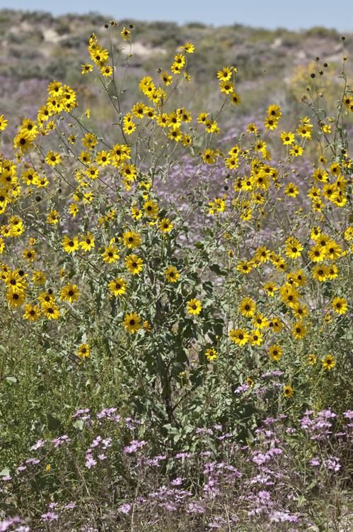 Image of <i>Helianthus <i>petiolaris</i></i> ssp. petiolaris
