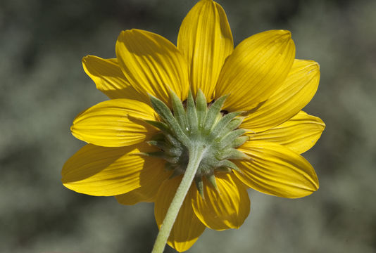 Image of <i>Helianthus <i>petiolaris</i></i> ssp. petiolaris