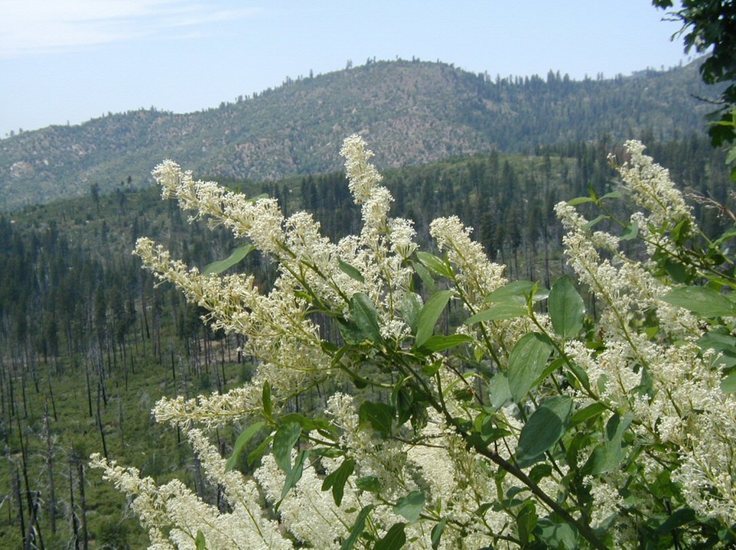 Image of <i>Ceanothus integerrimus</i> var. <i>macrothyrsus</i>