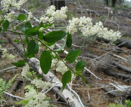 Imagem de <i>Ceanothus integerrimus</i> var. <i>macrothyrsus</i>